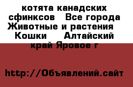 котята канадских сфинксов - Все города Животные и растения » Кошки   . Алтайский край,Яровое г.